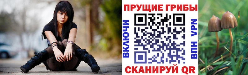 Псилоцибиновые грибы Psilocybe  KRAKEN зеркало  Оренбург 